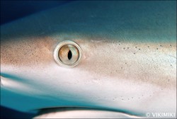 Fotogalerie - Kuba - Žraloci